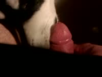 Pet porn with a dog cock sucker